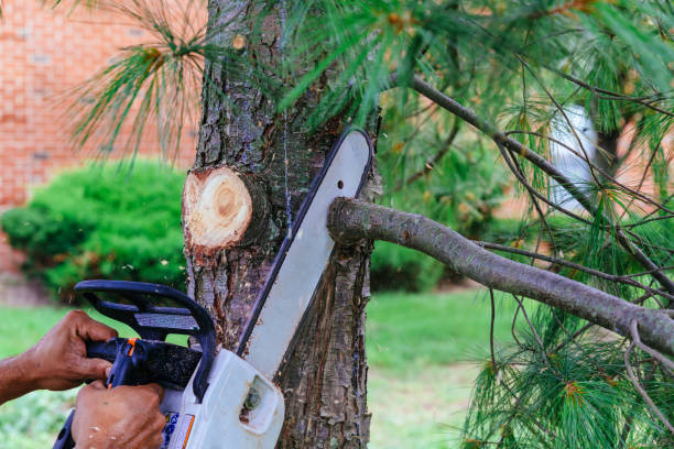 Best Professional Tree Care  in USA